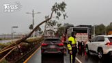 快訊／狂風雨炸高雄路樹又倒塌 Uber停等紅燈衰被重砸│TVBS新聞網