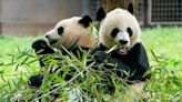 2 new giant pandas are returning to Washington's National Zoo by the end of the year