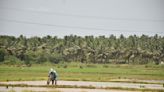 Mitti Labs aims to make rice farming less harmful to the climate, starting in India