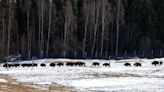 Return of the wood bison: Chronicling a herd's acclimation to the wild