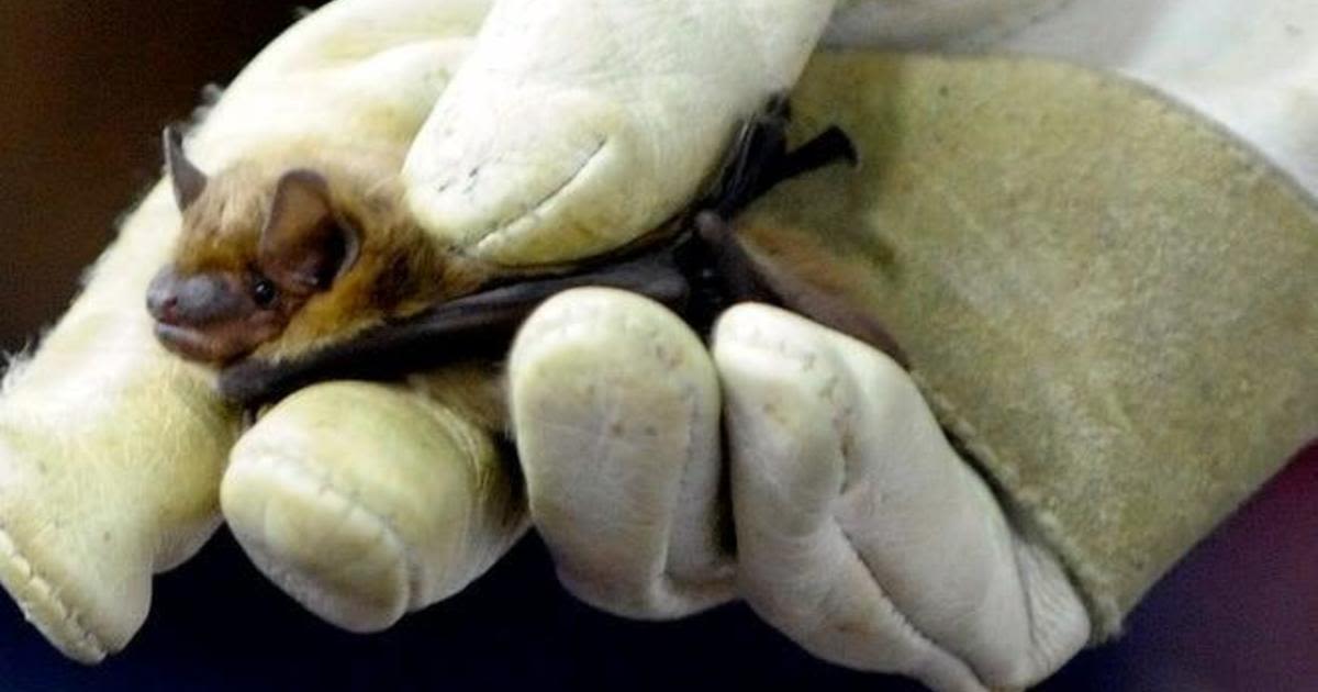 Rabid bat found in Washtenaw County, health officials say