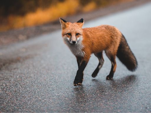 Animal control reports first confirmed case of rabies in fox in Lincoln