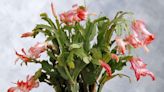 How to Propagate Christmas Cactus Plants from Cuttings