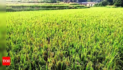 DK introduces new HYV paddy seeds as high price continues to singe ryots | Mangaluru News - Times of India