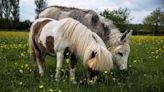 California Couple ‘Can’t Comprehend’ Why Their Pair of Miniature Ponies Were Shot to Death