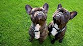 French Bulldog Overtakes Labrador Retriever as Most Popular Dog Breed