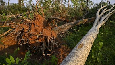 Eturnagaram Wildlife Sanctuary destruction: A cataclysm in the woods