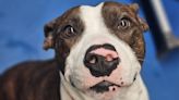 Meet Saucy, a 57-pound, perpetual-energy machine who jumps up and down when he's happy