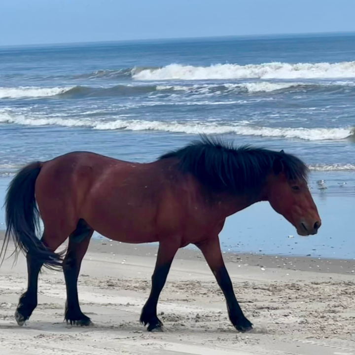 Two people face charges following deadly accident involving wild horse in Corolla