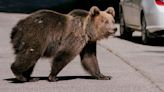A bear mauled a Romanian teen to death. Will a cull solve the problem?