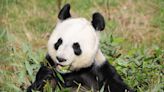 El Reino Unido devolverá a China sus únicos pandas tras 12 años sin procrear