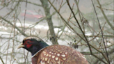 Breeding farm plan for 3,000 pheasants gets rejected