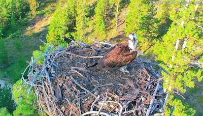 Grand Lake’s osprey chicks getting ready to flee the nest and fly south