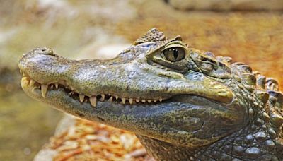 Etats-Unis : Le corps d’une femme retrouvée dans la gueule d’un alligator