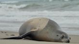 Hundreds of sea lions inundate rescue centers on California coast