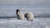 Emperor penguins suffer 'unprecedented' breeding failure as sea ice disappears