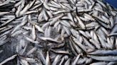 Baltic herring population threatened by warming sea temperatures
