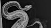 X-ray image shows python, and its tracking transmitter, eaten by another snake in Florida