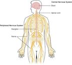 Central nervous system