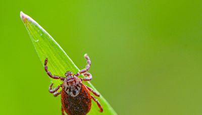 Kansas ticks spread deadly diseases, KDHE post warning