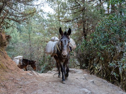 Image of Mule Rescue Team Heading to Help Hurricane-Ravaged Western North Carolina Is So Touching