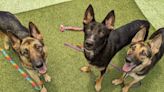 6 German Shepherds, 3 kittens are featured pets available for adoption in Lane County