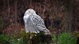 As owls begin to breed, a drone chase shows the dangers they face