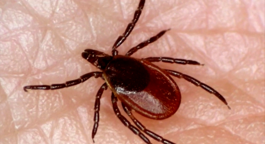 Outdoors expert shares how to avoid ticks in Central Illinois