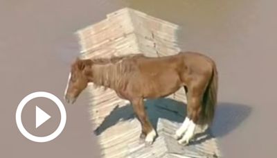 Caballo quedó atrapado en el techo de una casa en Brasil debido a las inundaciones