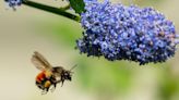 Could you transform your yard into a flourishing wildlife haven?