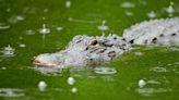 Fisherman’s Hand Bitten Off After Being Attacked by Alligator on Golf Course: ‘His Hand Is Gone’