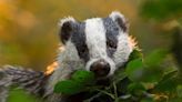 Thousands more badgers could be killed under proposal to raise target numbers in cull