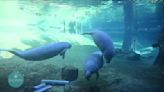 Clearwater Marine Aquarium researchers lead Manatee renaming effort