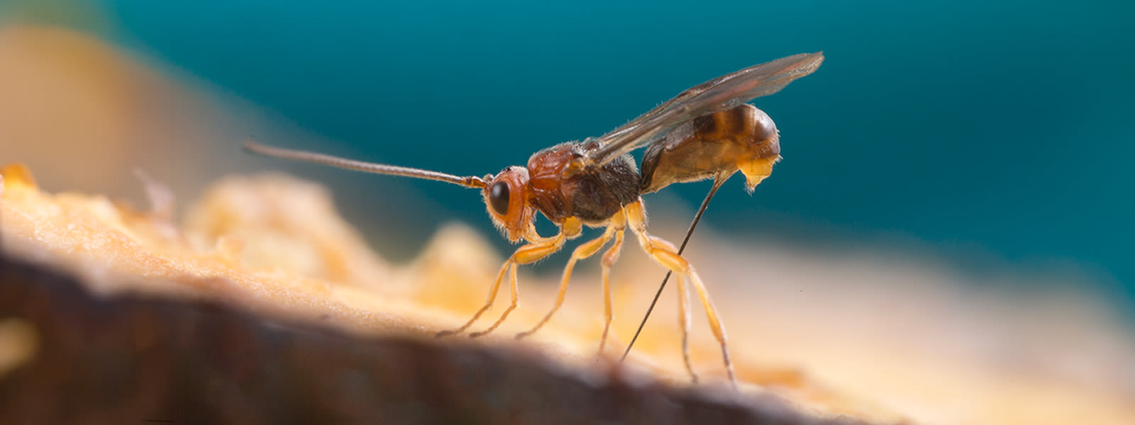 The wasps that tamed viruses