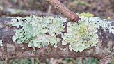 If this lichen is growing in your area, it means the air you breathe is clean