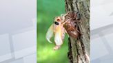 GALLERY: Cicadas emerging in Cedar Rapids