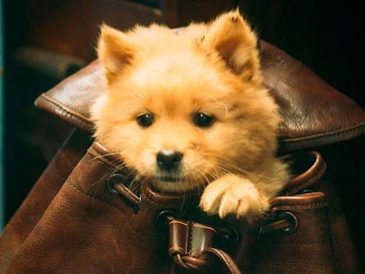 ¿Dónde ver ‘Hachiko 2′?