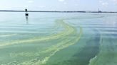 How to protect against the harmful effects of algal blooms in Bucks County lakes, rivers
