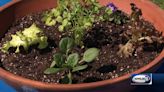Grow it Green: Growing your own salad bowl