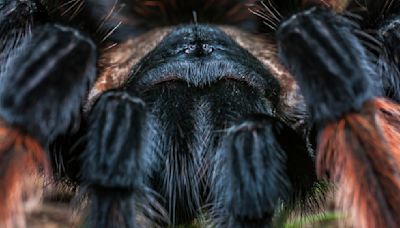 The Tarantula Is Big and Hairy But Not So Scary