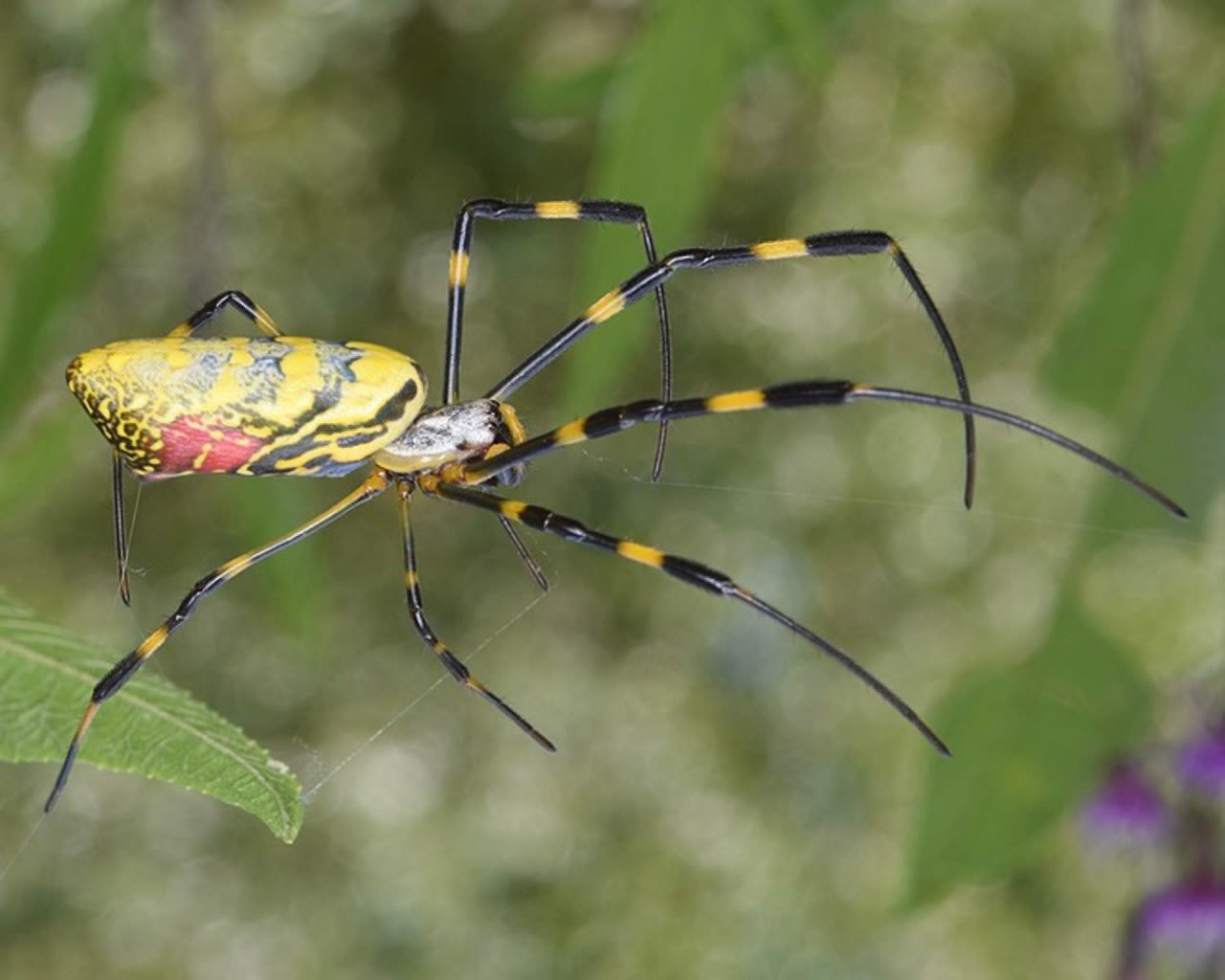 Giant venomous spider webs drape parts of the U.S.: Will they spread to Canada?