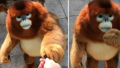 The golden snub-nosed monkey meme: a history