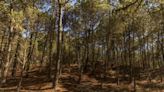 ¿Los árboles hablan bajo tierra? La fascinante teoría de la “red de los bosques” enfrenta a los científicos