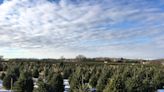 Whispering Pines Tree Farm in Oconto gets shoutout during NBC's Packers-Chiefs game broadcast