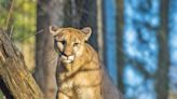 Mountain lion spotted in Millbrae Saturday afternoon