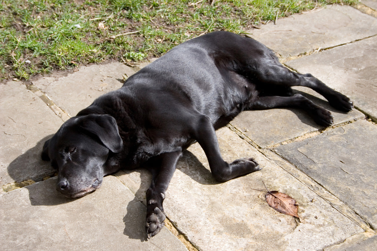 Labrador Left ‘Stranded’ and Alone ‘Explains’ How He Survived the Ordeal