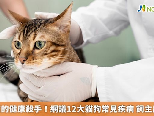 毛小孩的健康殺手！網議12大貓狗常見疾病 飼主應留意