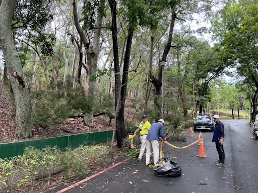 高雄大雨 民眾路過澄清湖步道遭路樹壓傷送醫 (圖)