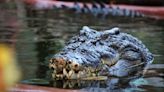 Entenda como seu celular provoca ataques de crocodilos na Indonésia
