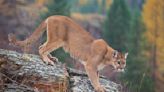Texas sets regulations for hunting and trapping mountain lions